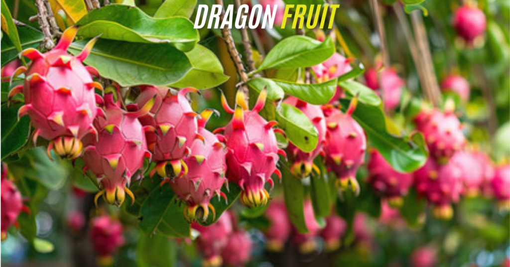 Dragon Fruit: A Tropical Marvel