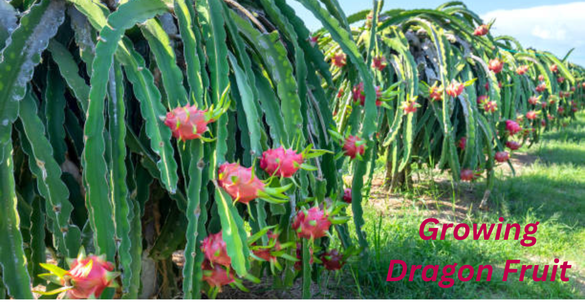 Growing Dragon Fruit 