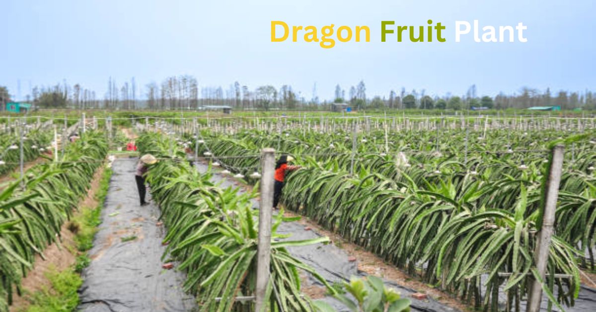 Dragon Fruit Plant: A Tropical Gem