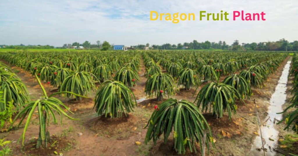 Dragon Fruit Plant: A Tropical Gem