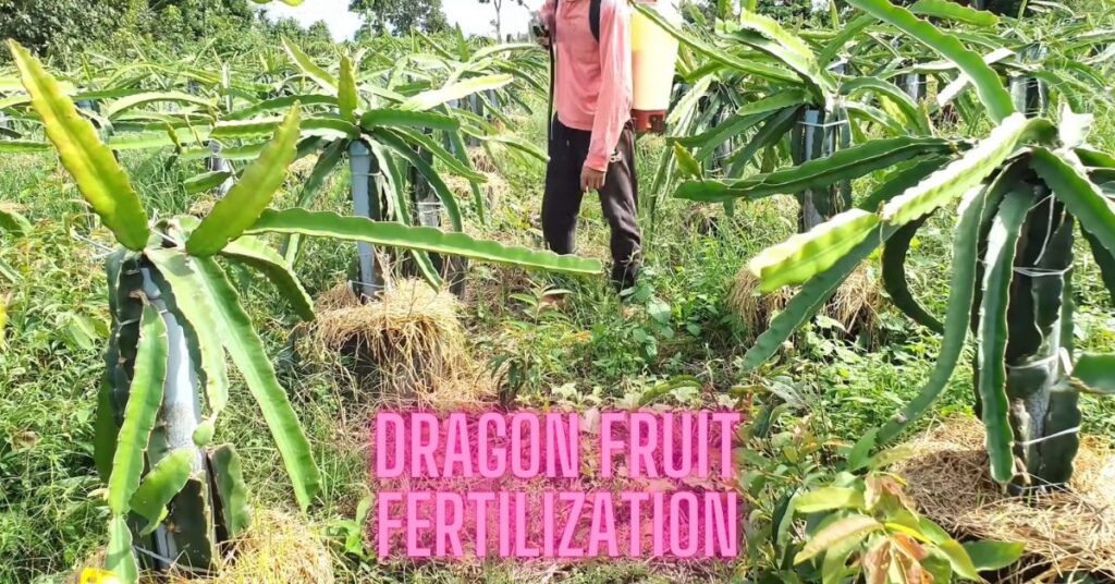 Feeding the Fire: A Guide to Dragon Fruit Fertilization