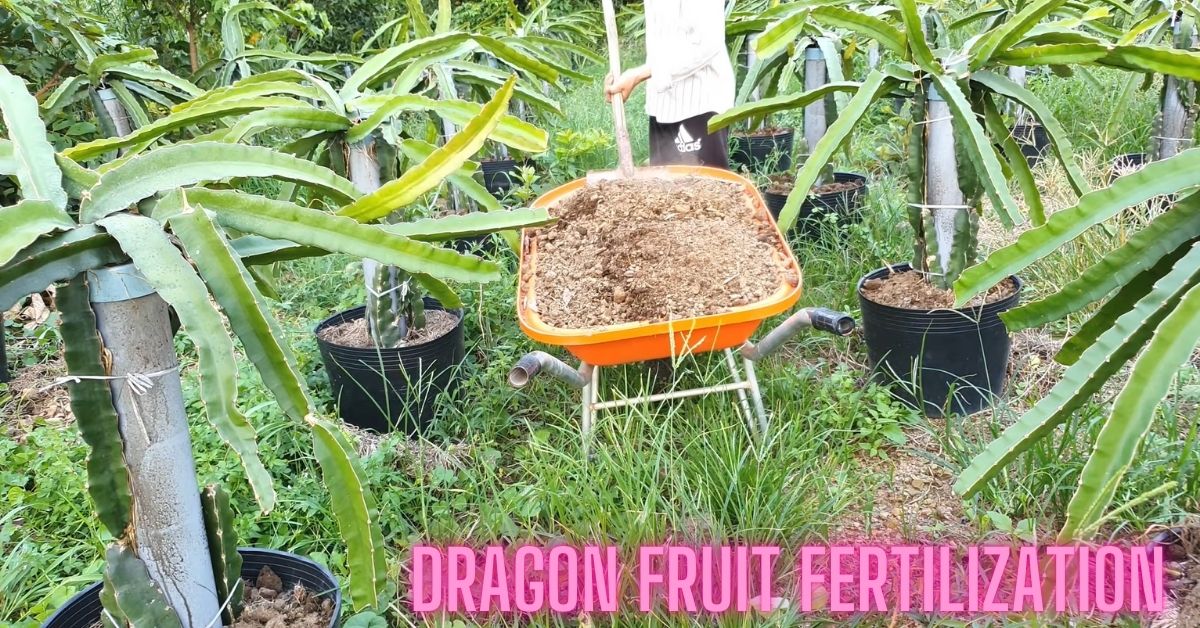 A Guide to Dragon Fruit Fertilization