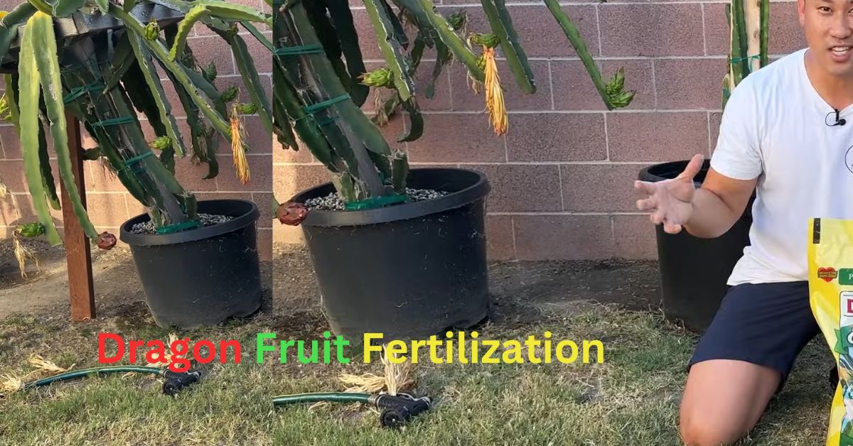 A Guide to Dragon Fruit Fertilization