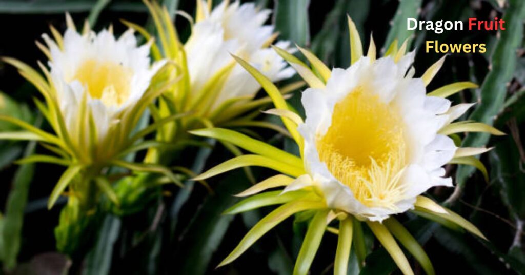 The Enchanting World of Dragon Fruit Flowers