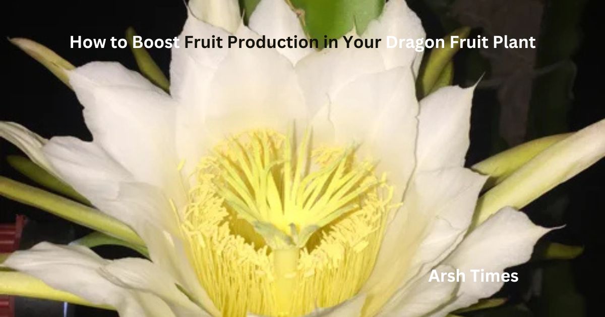 How to Boost Fruit Production in Your Dragon Fruit Plant