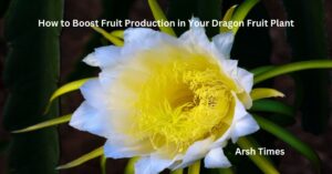 Read more about the article How to Boost Fruit Production in Your Dragon Fruit Plant: A Complete Guide 2025