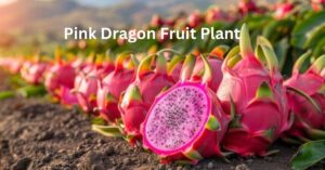 Read more about the article A Comprehensive Guide to Growing the Pink Dragon Fruit Plant 2025