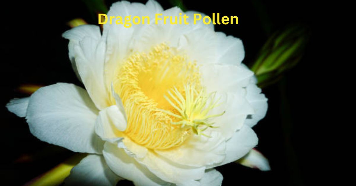 Dragon Fruit Pollen Storage