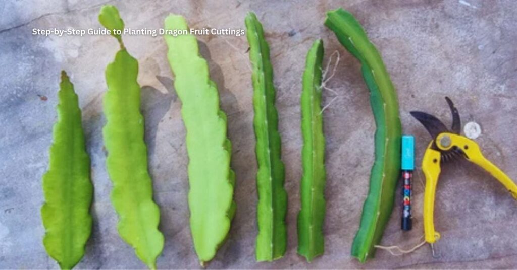 Step-by-Step Guide to Planting Dragon Fruit Cuttings