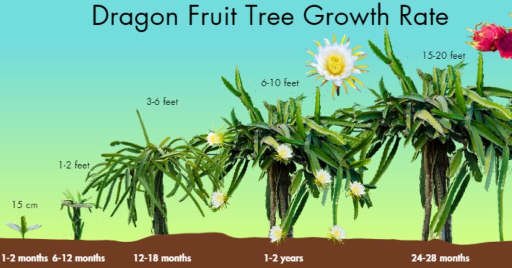 Dragon Fruit Tree Growth Rate