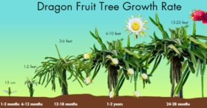 Read more about the article How to Train Your Dragon Fruit Plant: A Comprehensive Guide in 2025