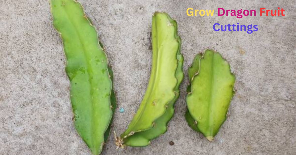 Why Grow Dragon Fruit Cuttings: A Simple Guide