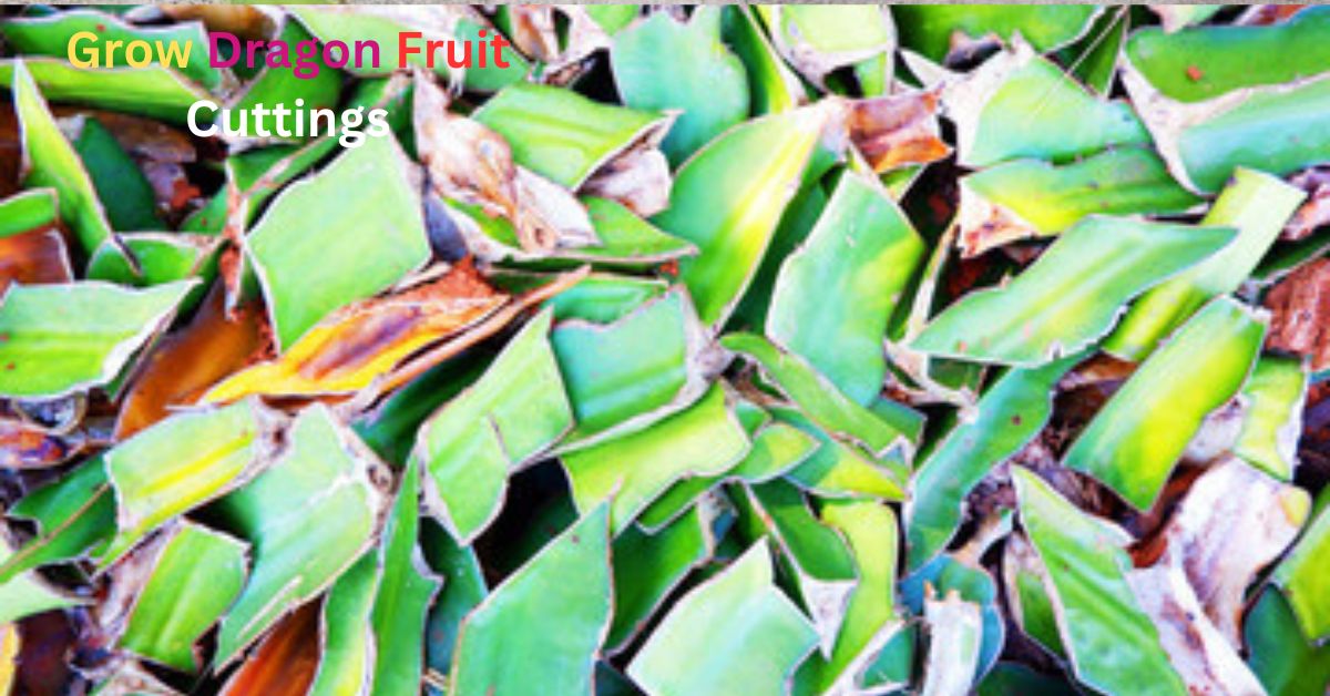 Why Grow Dragon Fruit Cuttings: A Simple Guide