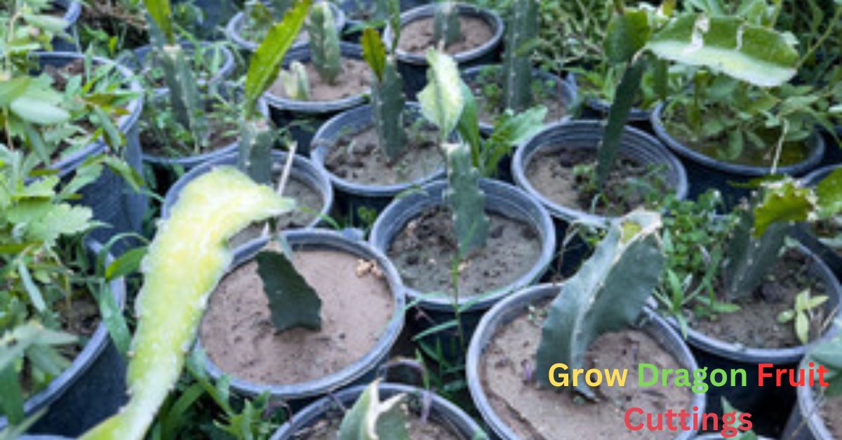 Why Grow Dragon Fruit Cuttings: A Simple Guide