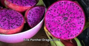 Read more about the article Conquering Winter: Jerry Samples the Sweetness of Pink Panther Dragon Fruit 2025