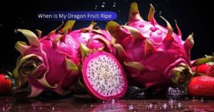 Read more about the article When Is My Dragon Fruit Ripe? A Guide to Harvesting and Enjoying 2025