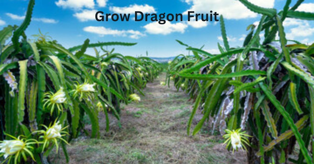 Grow Dragon Fruit
