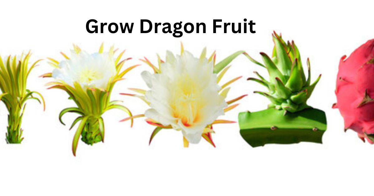 Grow Dragon Fruit