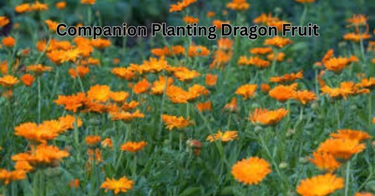 Companion Planting Dragon Fruit