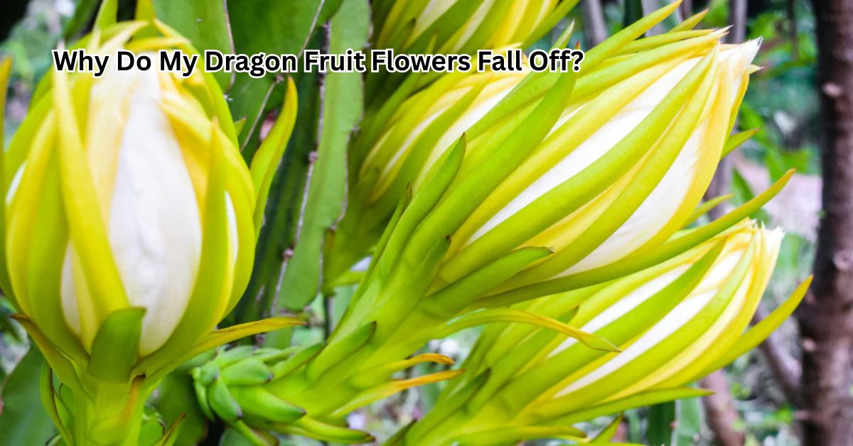 Why Do My Dragon Fruit Flowers Fall Off? – Causes and Solutions
