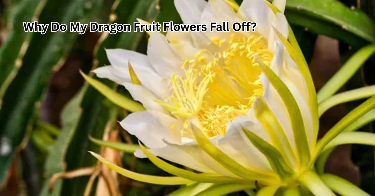 Read more about the article Why Do My Dragon Fruit Flowers Fall Off? – Causes and Solutions 2025